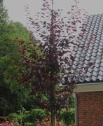 Prunus cerasifera 'Nigra' - Kerspruim, Ophalen of Verzenden