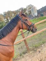 Lieve ruin, Dieren en Toebehoren, Paarden, Gechipt, Ruin, 170 tot 175 cm, 7 tot 10 jaar