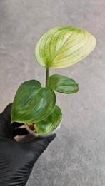 Scindapsus White Monster, Ophalen of Verzenden, Halfschaduw, Minder dan 100 cm