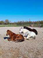 plek beschikbaar op paddock paradise, Weidegang, 1 paard of pony