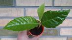 Mispel Loquat Eriobotrya japonica zaailing fruitboom exotic, Vaste plant, Ophalen of Verzenden, Halfschaduw, Fruitplanten