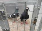 Kleur postduiven koppels en losse, Dieren en Toebehoren, Vogels | Duiven, Meerdere dieren, Postduif