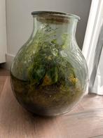 Planten terrarium ecosysteem Mica, Ophalen