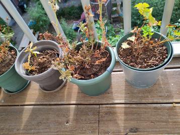 Balcony plants and pots beschikbaar voor biedingen