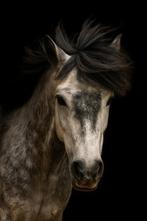 Flosi (6 jaar) – IJslander ruin – Lease 3 à 4 dagen, Dieren en Toebehoren, Ophalen of Verzenden, Recreatie