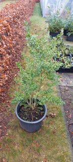 Ilex crenata dark Green., Tuin en Terras, Planten | Tuinplanten, Overige soorten, Ophalen