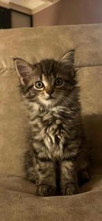 Kittens maicoon, Dieren en Toebehoren, Meerdere dieren