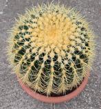 Cactus Echinocactus Grusonii Big, Diameter 40, Huis en Inrichting, Kamerplanten, Ophalen of Verzenden, Cactus, Volle zon, Minder dan 100 cm