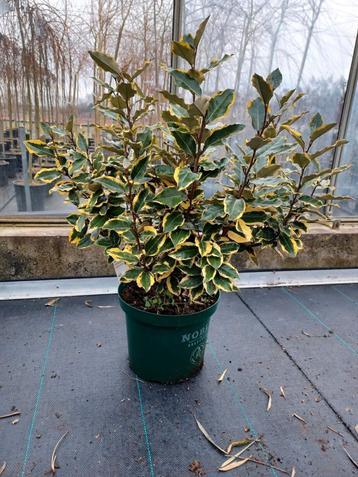 Elaeagnus ebbingei 'Viveleg' 🌿 bonte olijfwilg🌿 haagplant beschikbaar voor biedingen