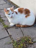 Super lieve (ex)katers zoeken een nieuw huisje, Dieren en Toebehoren, Katten en Kittens | Overige Katten, Kater, Kortharig, 0 tot 2 jaar