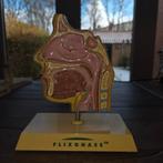 Model doorsnede van hoofd met mond-, neus- en keelholte #234, Ophalen of Verzenden, Gebruikt