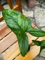 Syngonium mottled, Ophalen of Verzenden