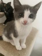 kittensss zoekken lief huisjee, Dieren en Toebehoren, Katten en Kittens | Overige Katten, Kater