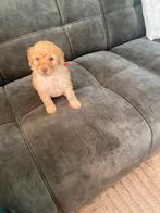 Labradoodle puppy in foto’s van een jaar van de zelfde combi, Dieren en Toebehoren, Honden | Retrievers, Spaniëls en Waterhonden