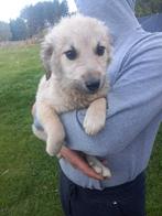 Boston – vrolijk kereltje vol liefde, Particulier, Rabiës (hondsdolheid), 15 weken tot 1 jaar, Reu