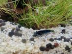 Blue dream neocaridina te koop, Kreeft, Krab of Garnaal