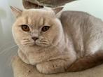 Creme Britse korthaar poes, Dieren en Toebehoren, Katten en Kittens | Raskatten | Korthaar, Poes, Gechipt, 3 tot 5 jaar