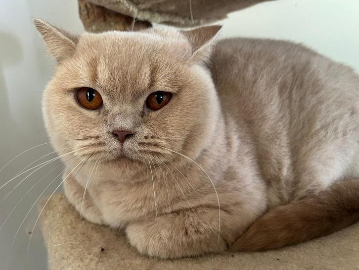 Creme Britse korthaar poes, Dieren en Toebehoren, Katten en Kittens | Raskatten | Korthaar, Poes, 3 tot 5 jaar, Gechipt, Ontwormd