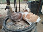 3 jonge kleur postduiven, Dieren en Toebehoren, Vogels | Duiven, Geslacht onbekend, Postduif