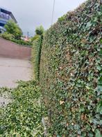 Tuinman biedt zich aan., Tuin en Terras, Ophalen of Verzenden, Laurier