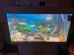 Mooi compleet warm water aquarium, Ophalen, Zo goed als nieuw, Gevuld zoetwateraquarium
