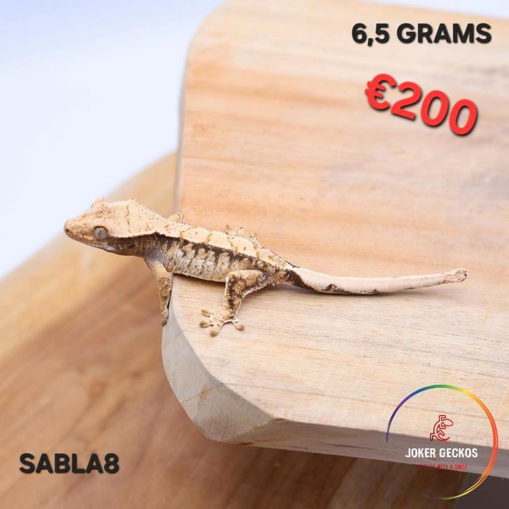 Wimpergekko Correlophus ciliatus JOKERGECKOS