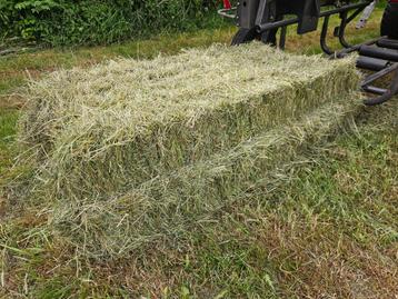 Midi hooibalen voor paarden en schapen. Mechelen, Z-Limburg beschikbaar voor biedingen
