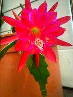 Epiphyllum Emperor Hanzei, Cactus, kamerplant, Ophalen of Verzenden, Zo goed als nieuw