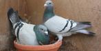 jonge postduiven, Dieren en Toebehoren, Vogels | Duiven, Meerdere dieren, Postduif