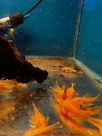 Borstelneus algeneters, Vis, Zoetwatervis