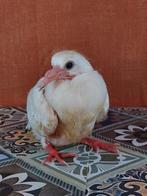 Rebel zoekt een goed tehuis, Geslacht onbekend, Overige soorten