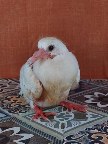 Rebel zoekt een goed tehuis beschikbaar voor biedingen