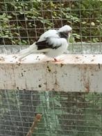 kanarie, Dieren en Toebehoren, Meerdere dieren, Kleurkanarie