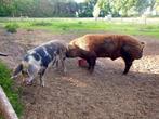 Biggen Bonte Bentheimer x Duroc, Dieren en Toebehoren, Meerdere dieren, Varken, 0 tot 2 jaar
