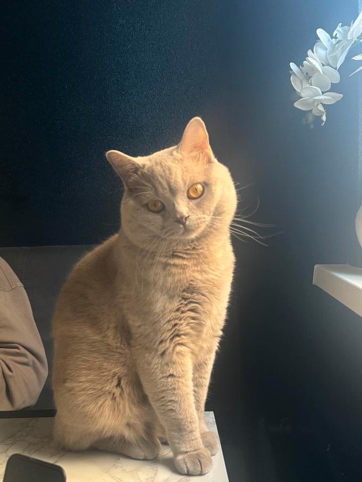 Britse korthaar dekkater (NIET TE KOOP!), Dieren en Toebehoren, Katten en Kittens | Dekkaters