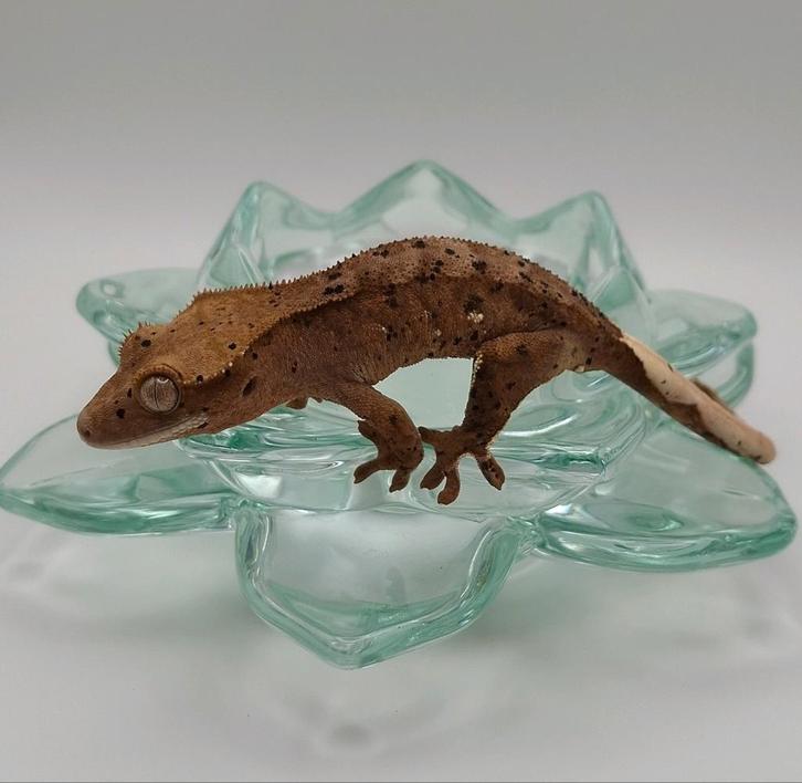Supermooie dalmatian wimpergekko/crested gecko man
