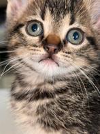 Schattige kittens zoeken liefdevol thuis!, Ophalen