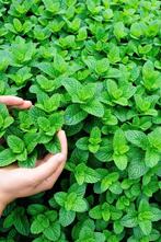 Verschillende biologische Tuinkruiden, €1,- per potje!, Volle zon, Groenteplanten, Eenjarig, Ophalen of Verzenden