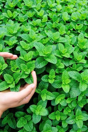 Verschillende biologische Tuinkruiden, €1,- per potje! beschikbaar voor biedingen