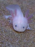 Axolotl, Amfibie, 0 tot 2 jaar