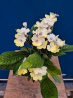 Streptocarpis Wit Geel p13, Ophalen of Verzenden, Minder dan 100 cm