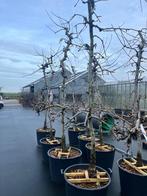 Heerlijke 20-jarige Delcorf appelbomen in Zuid-Holland