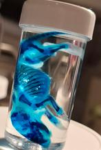 Diaphonized baby Muis 3, skelet wet specimen taxidermie, Verzamelen, Dierenverzamelingen, Ophalen of Verzenden, Beeldje of Figuurtje