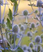 Eryngium planum (kruisdistel), Ophalen, Zomer, Vaste plant, Volle zon