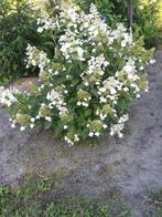 Hydrangea pan kyushu, Vaste plant, Halfschaduw, Zomer, Ophalen