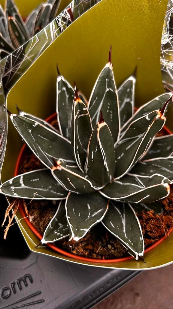 Agave Victoriae Regin, Huis en Inrichting, Kamerplanten, Vetplant, Minder dan 100 cm, Groene kamerplant, Volle zon, In pot, Ophalen