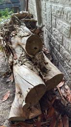 Vlierboom stronk, Kip