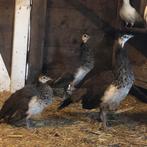 Pauw kuikens, Dieren en Toebehoren, Meerdere dieren, Kip