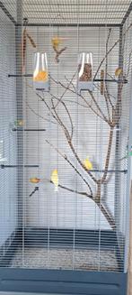 Drie gele kanaries plus de kooi, Dieren en Toebehoren, Vogels | Kanaries, Mannelijk, Zangkanarie