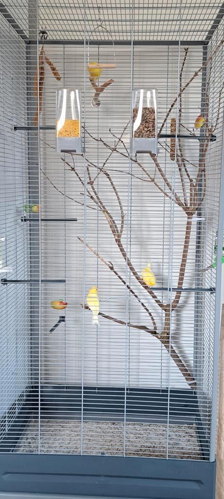 Drie gele kanaries plus de kooi, Dieren en Toebehoren, Vogels | Kanaries, Zangkanarie, Mannelijk